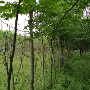 黄山栾树4~6cm4~6cm2.5~3米