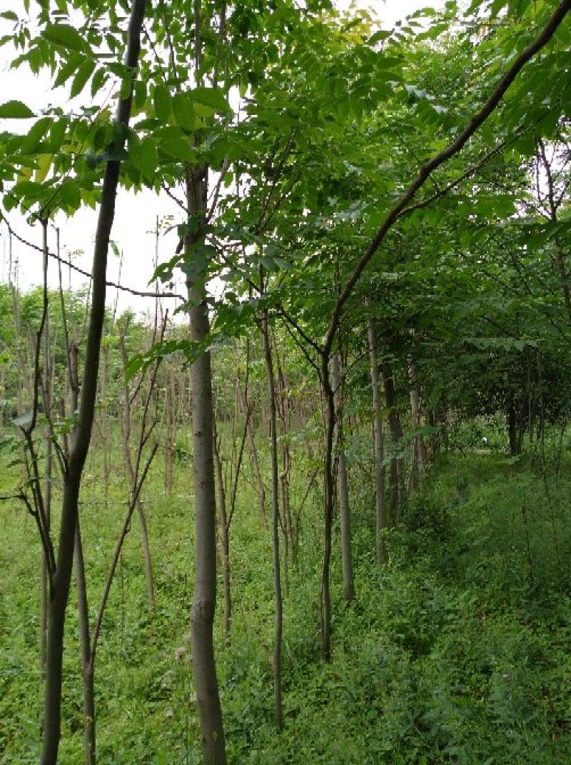 黄山栾树4~6cm4~6cm2.5~3米