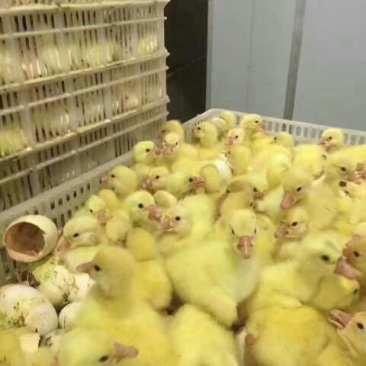 鹅苗250g以下
