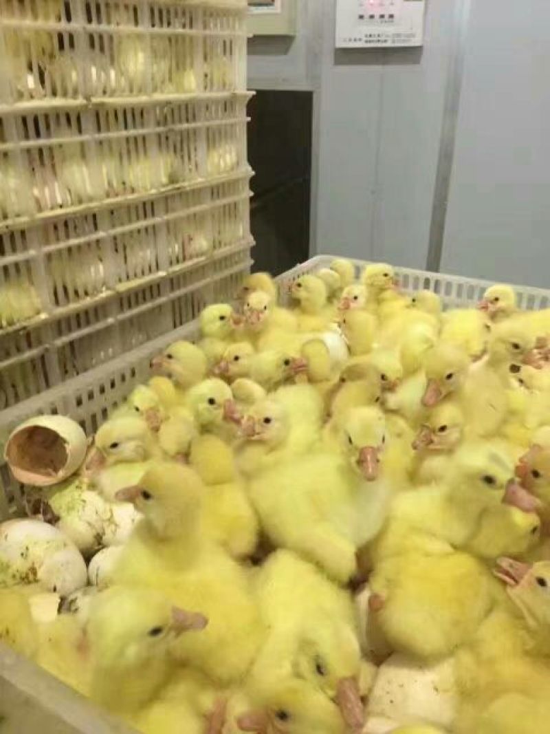 鹅苗250g以下