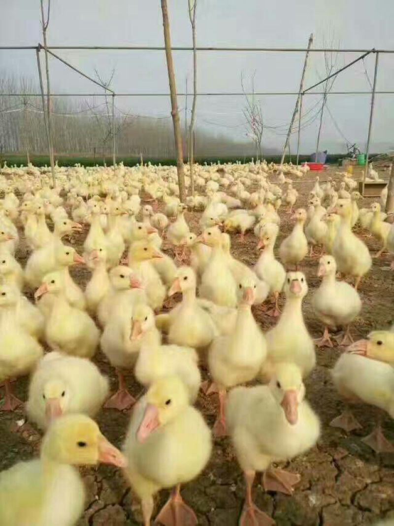 鹅苗250g以下