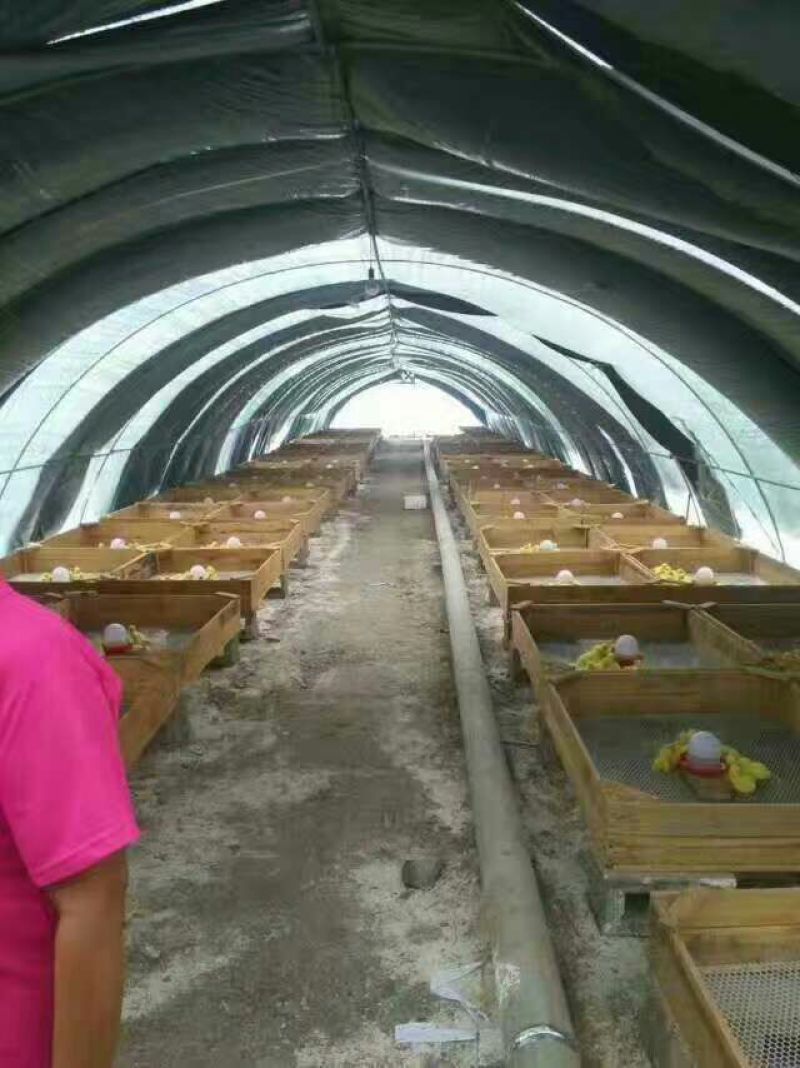 鹅苗250g以下