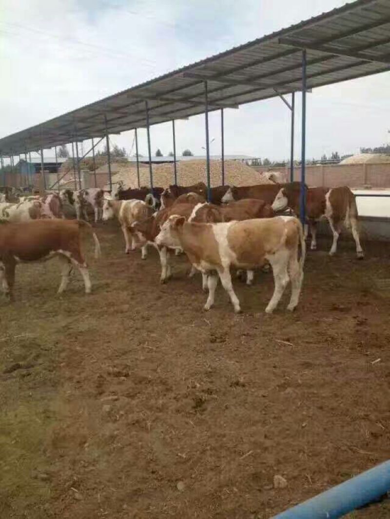 利木赞牛犊100~200kg