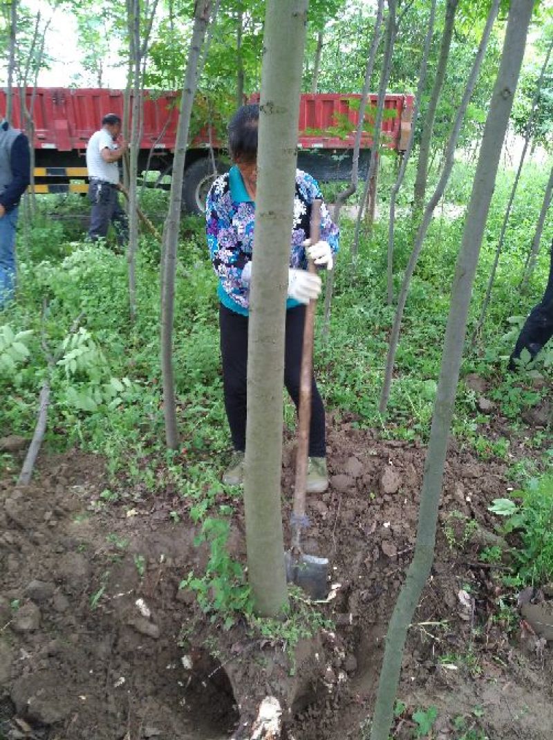 黄山栾树10~12cm10~12cm3.5~4米
