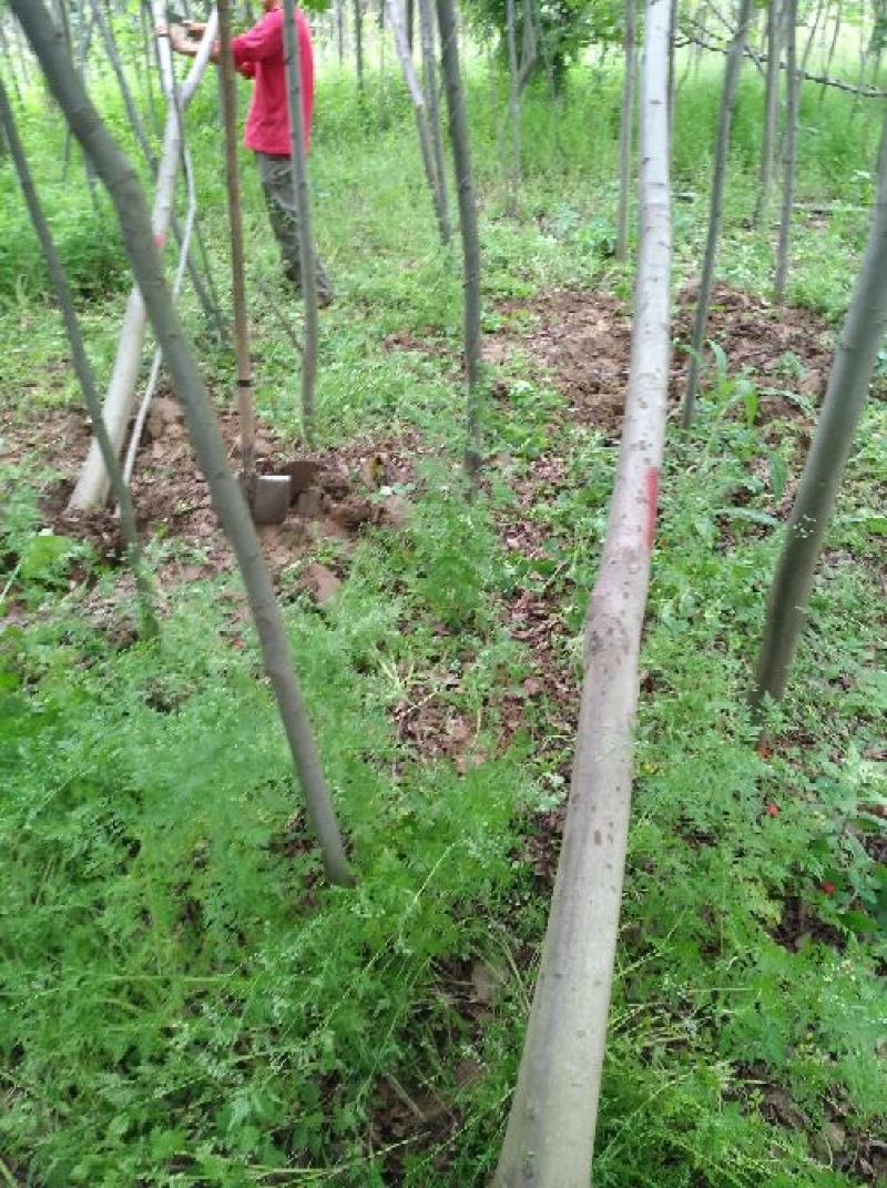 黄山栾树10~12cm10~12cm3.5~4米