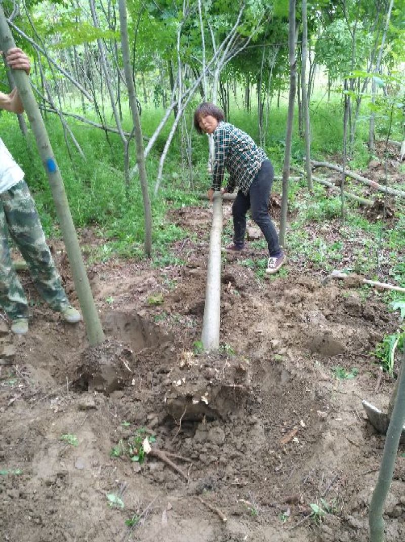 黄山栾树10~12cm10~12cm3.5~4米