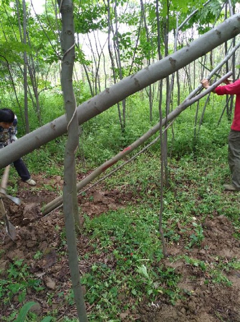 黄山栾树10~12cm10~12cm3.5~4米