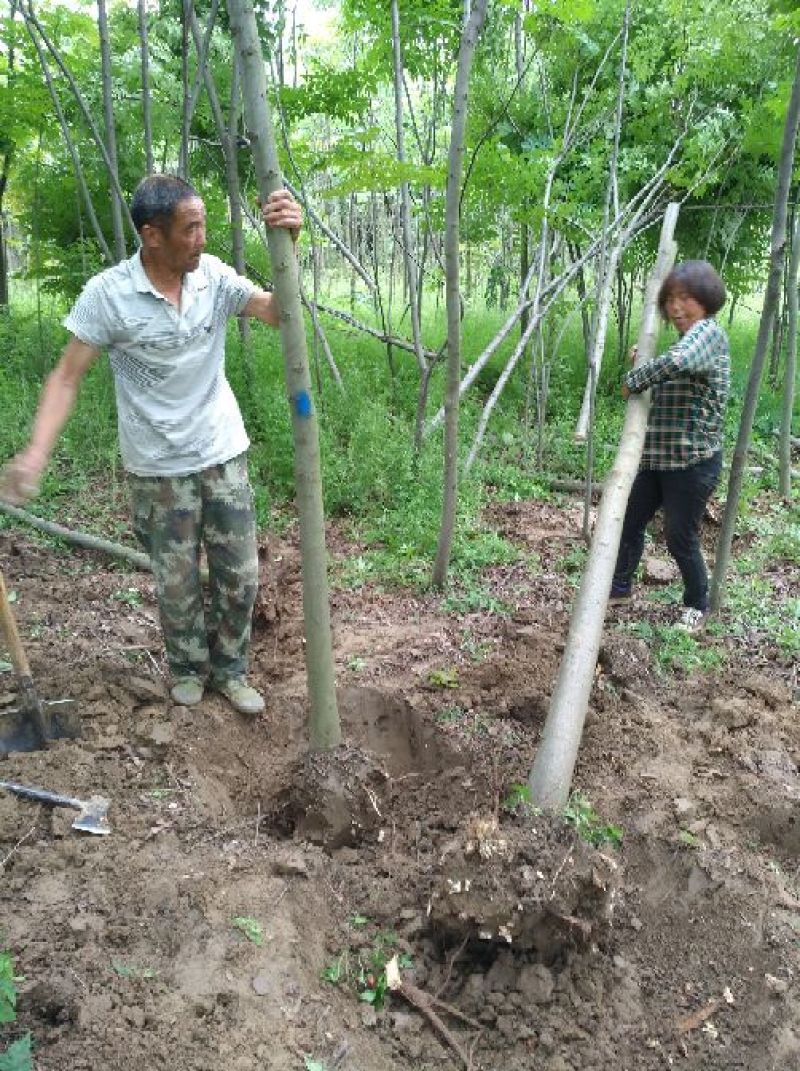 黄山栾树10~12cm10~12cm3.5~4米