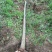 黄山栾树10~12cm10~12cm3.5~4米