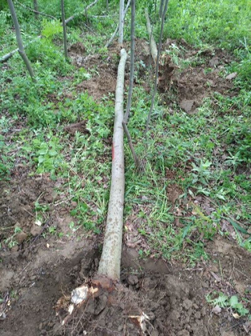 黄山栾树10~12cm10~12cm3.5~4米