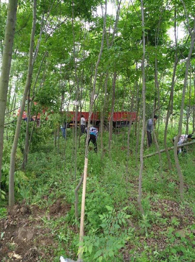 黄山栾树10~12cm10~12cm3.5~4米