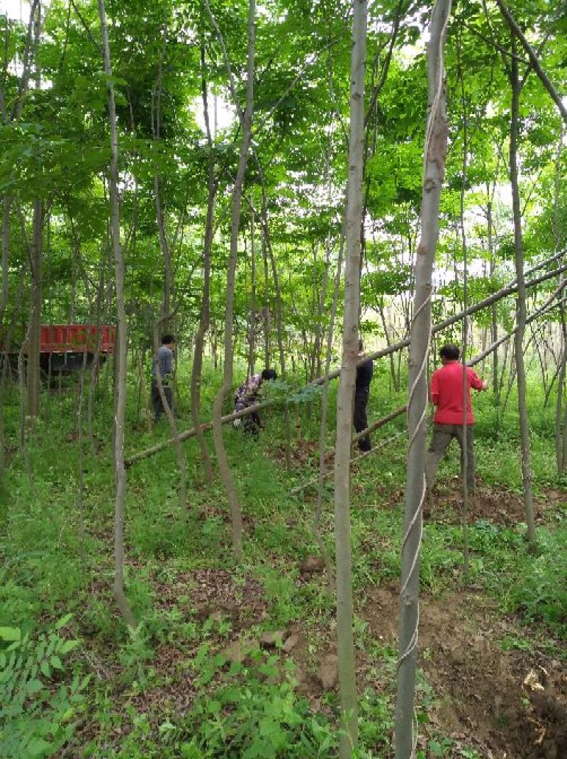 黄山栾树10~12cm10~12cm3.5~4米
