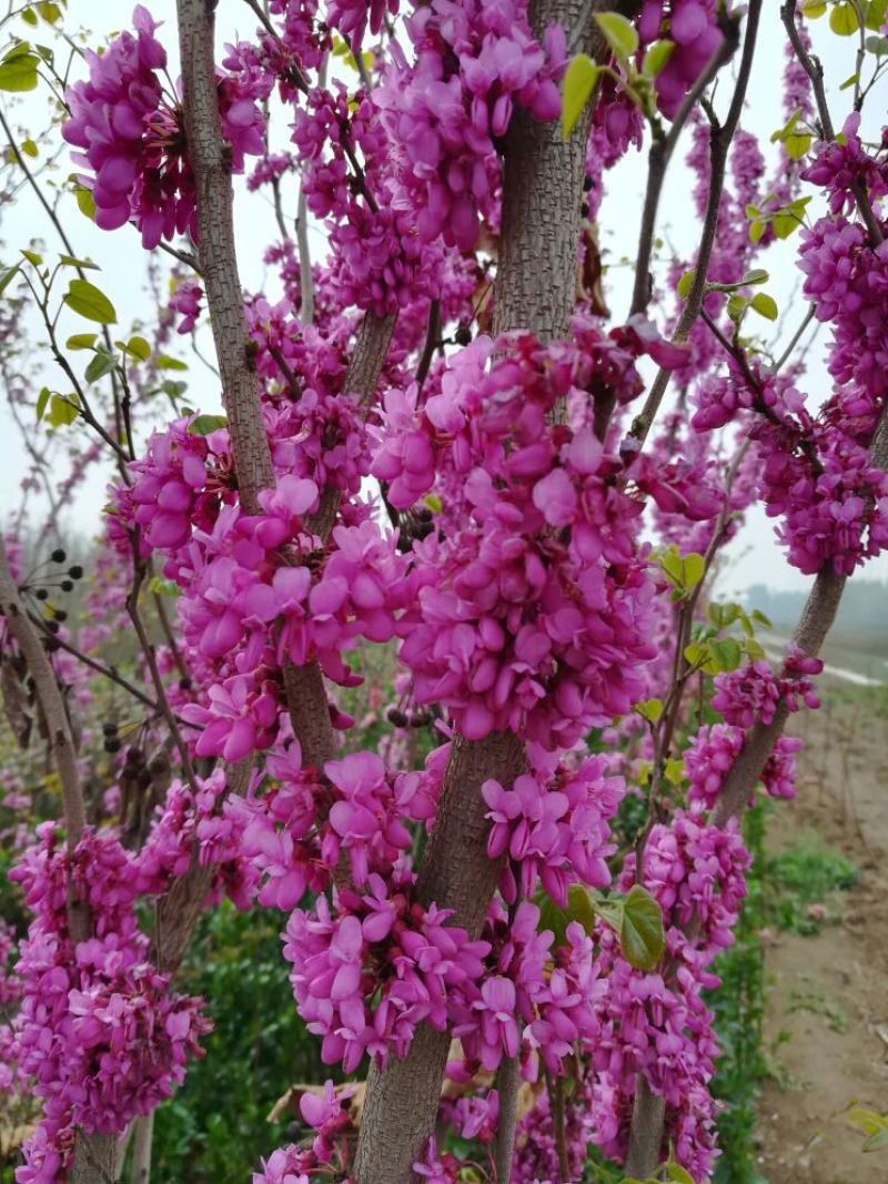 紫荆2~4cm4cm以下1.5~2米