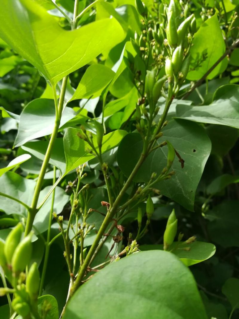 紫丁香树苗，独杆及多枝枝副，根系完好，成活率高。