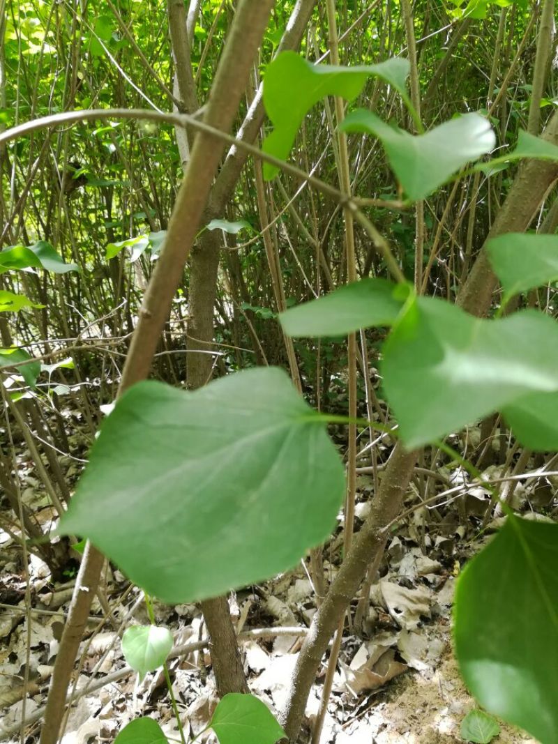 紫丁香树苗，独杆及多枝枝副，根系完好，成活率高。