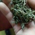庐山云雾庐，条索紧密，勻均，色泽好，口感纯正