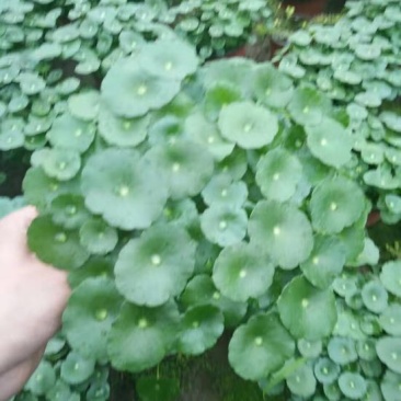 铜钱草