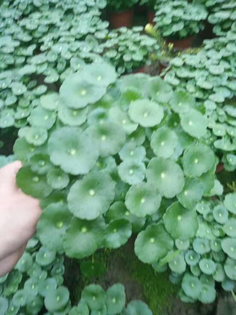铜钱草