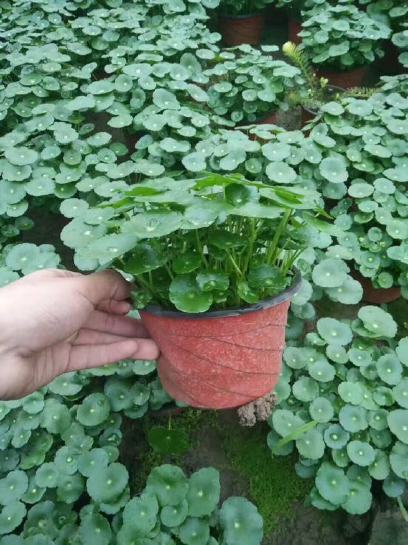 铜钱草