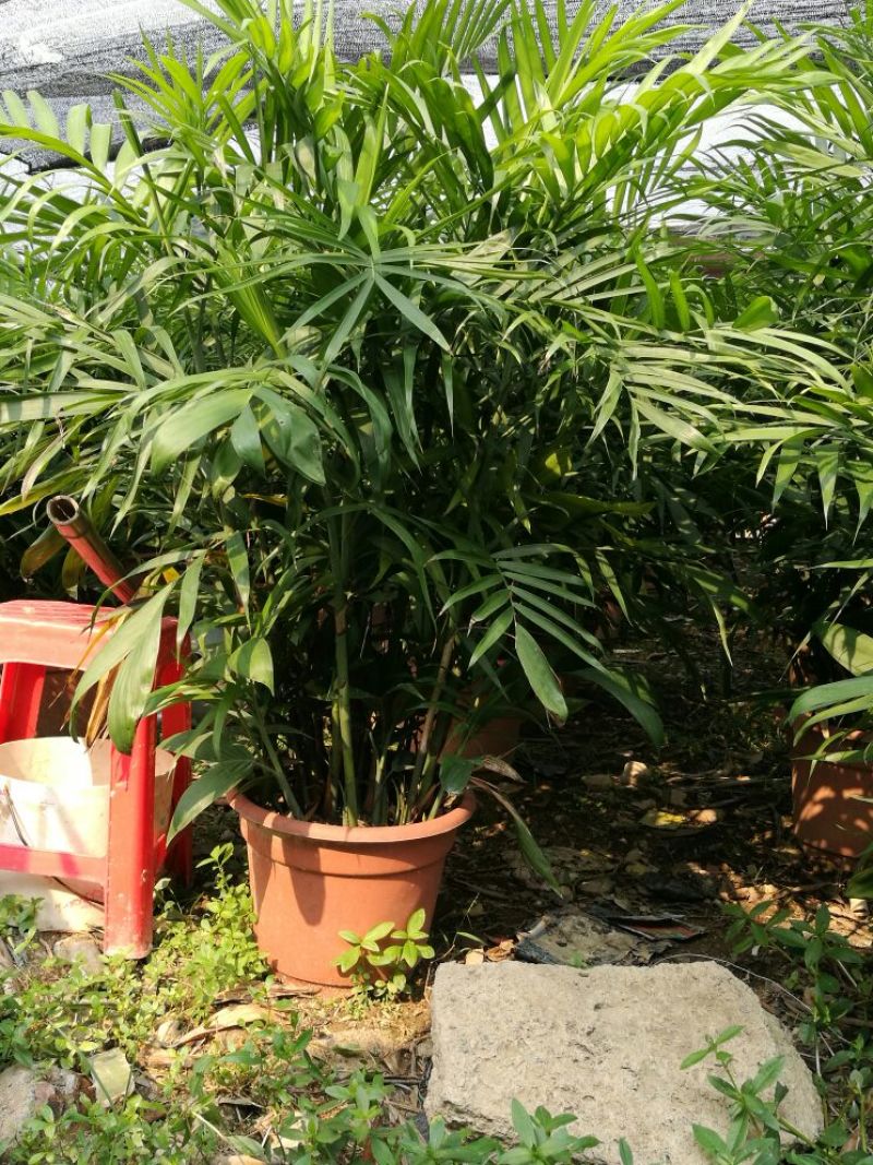 夏威夷