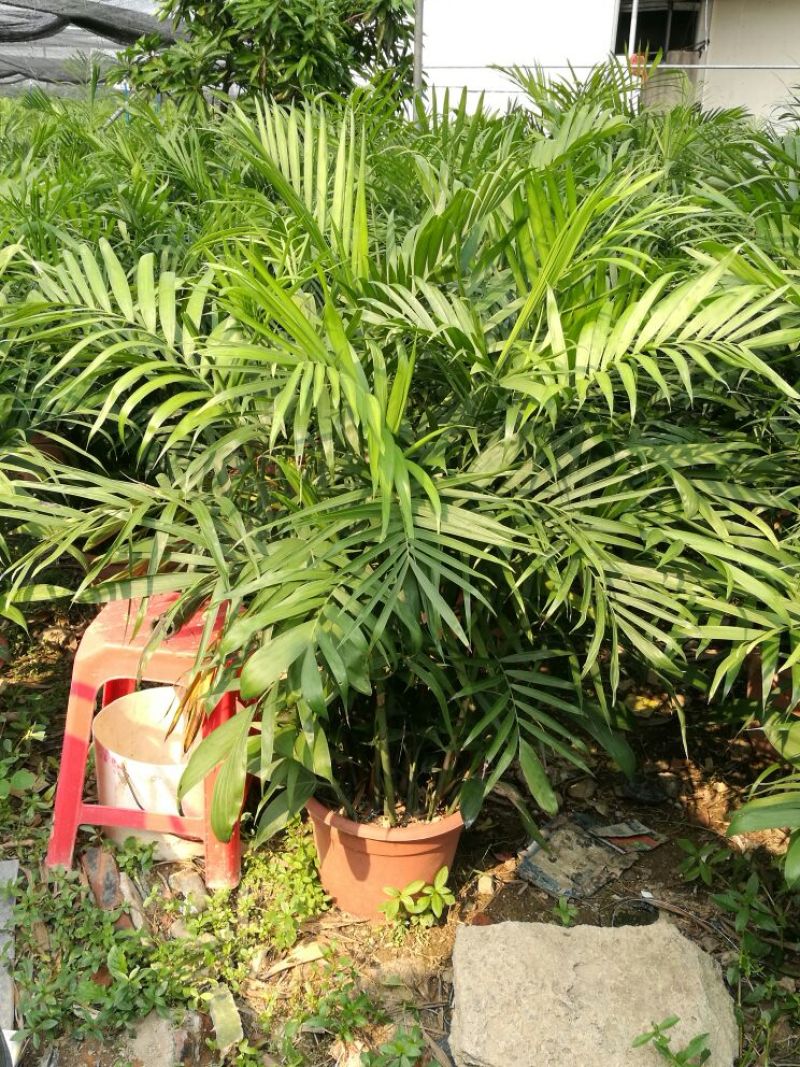 夏威夷