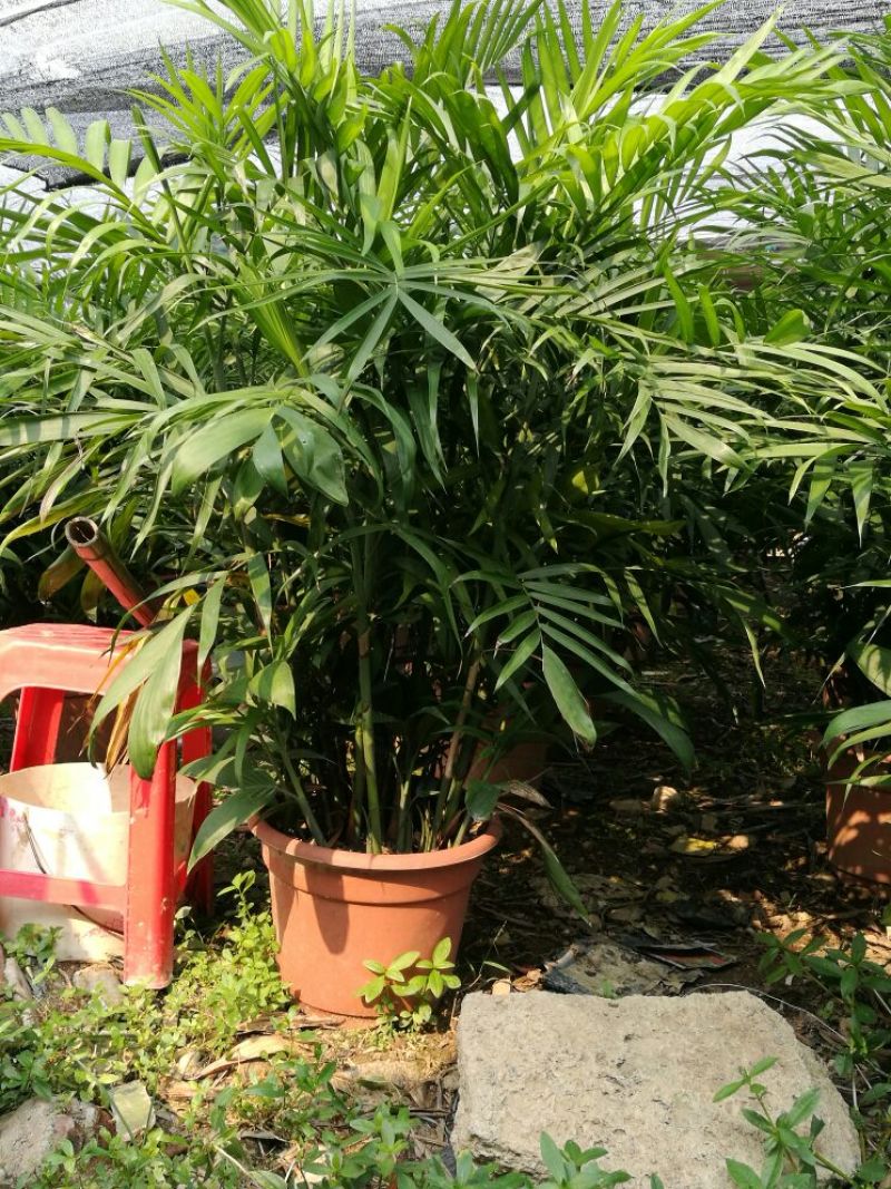 夏威夷