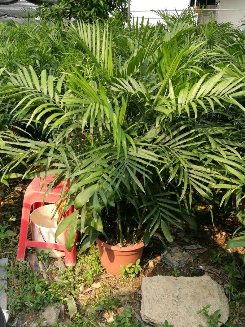 夏威夷