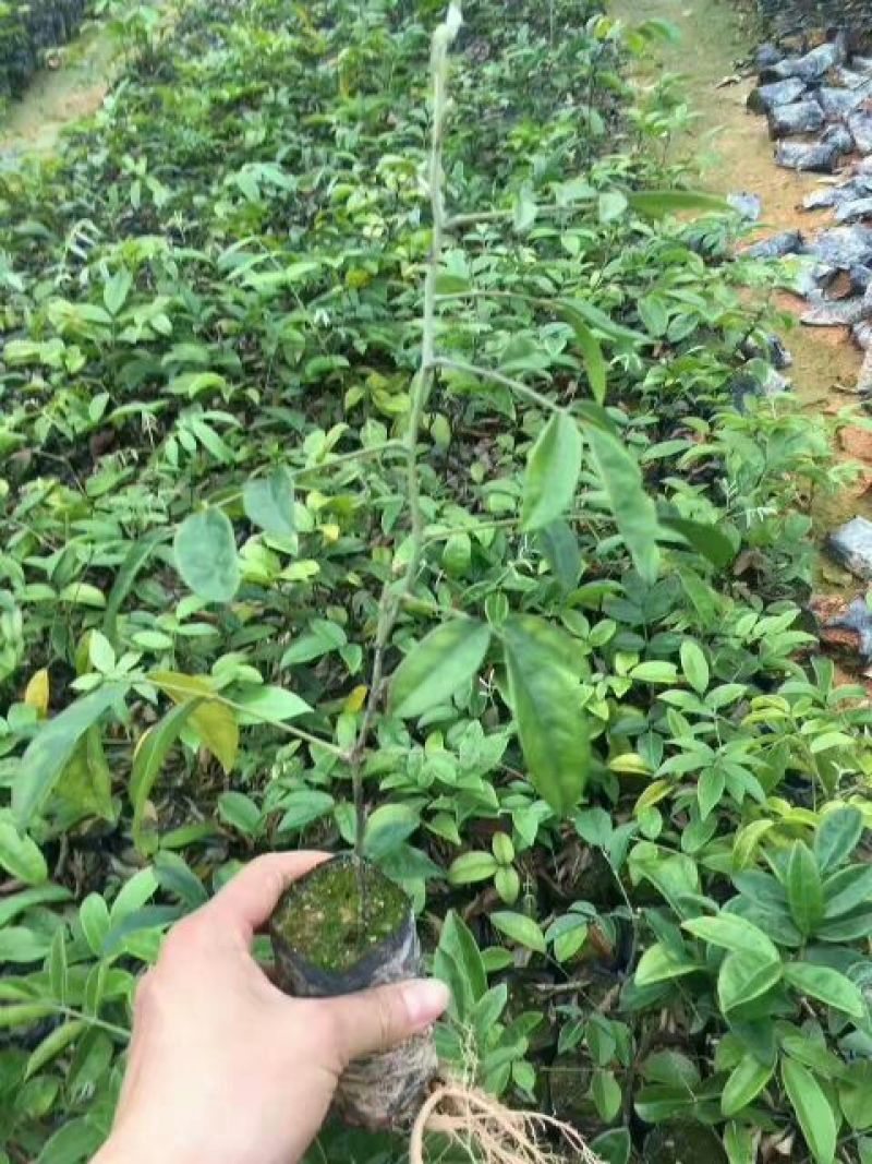 牛大力种苗15cm以下