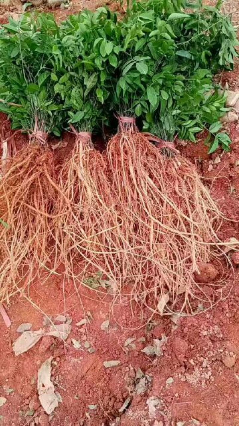 牛大力种苗15cm以下