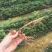 牛大力种苗15cm以下