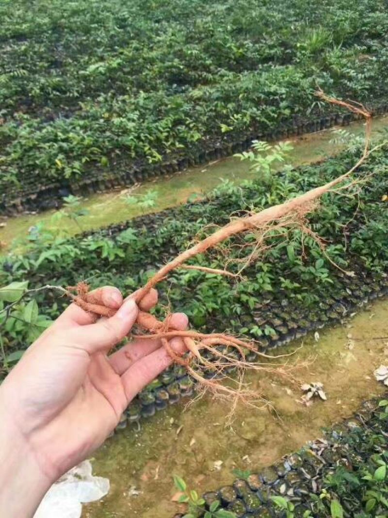 牛大力种苗15cm以下