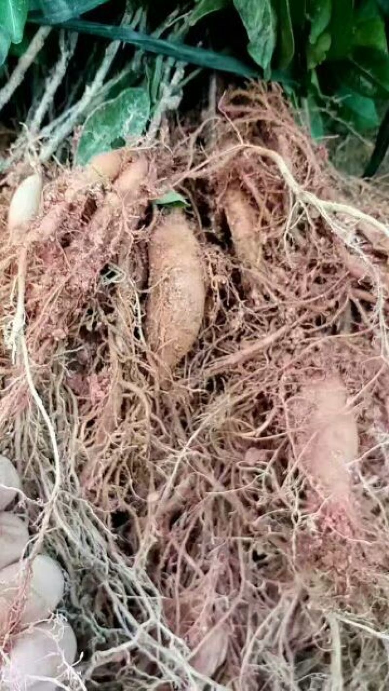 牛大力种苗15cm以下