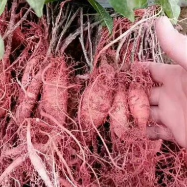 牛大力种苗15cm以下