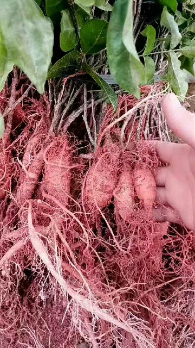 牛大力种苗15cm以下