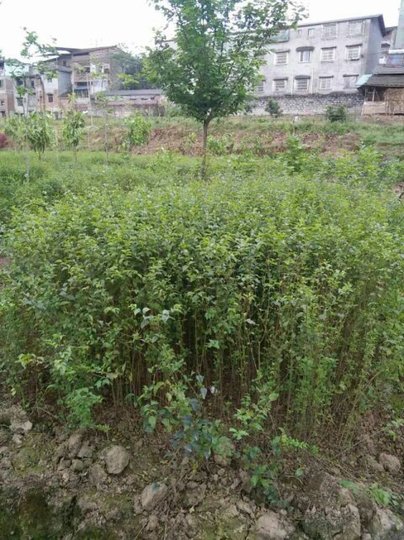 小叶女贞4cm以下