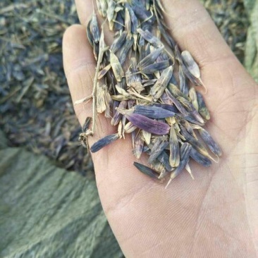 中药材种苗：板蓝根籽95%以上