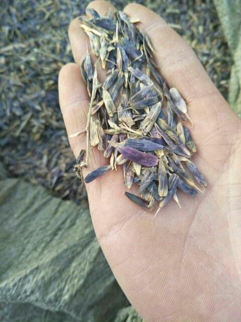 中药材种苗：板蓝根籽95%以上