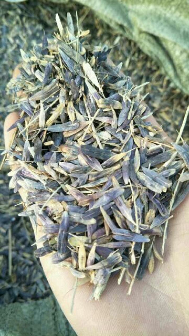 中药材种苗：板蓝根籽95%以上