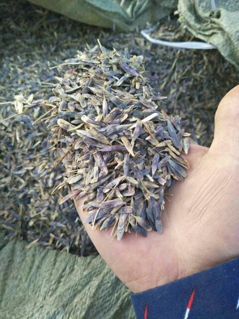 中药材种苗：板蓝根籽95%以上