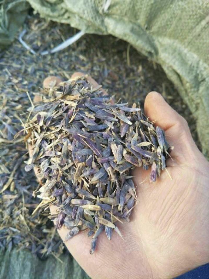 中药材种苗：板蓝根籽95%以上