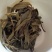 古树普洱茶一级