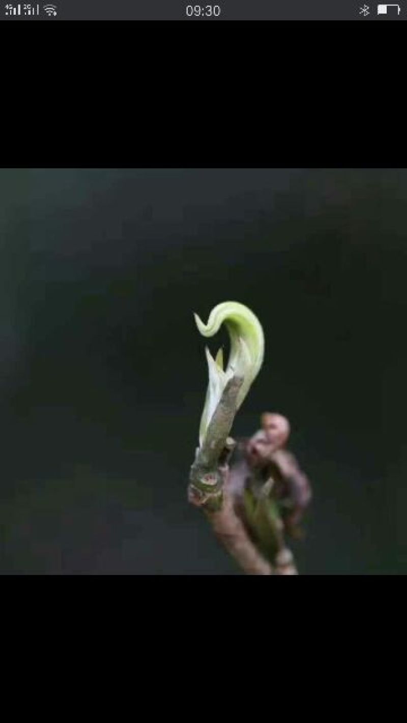 古树普洱茶一级