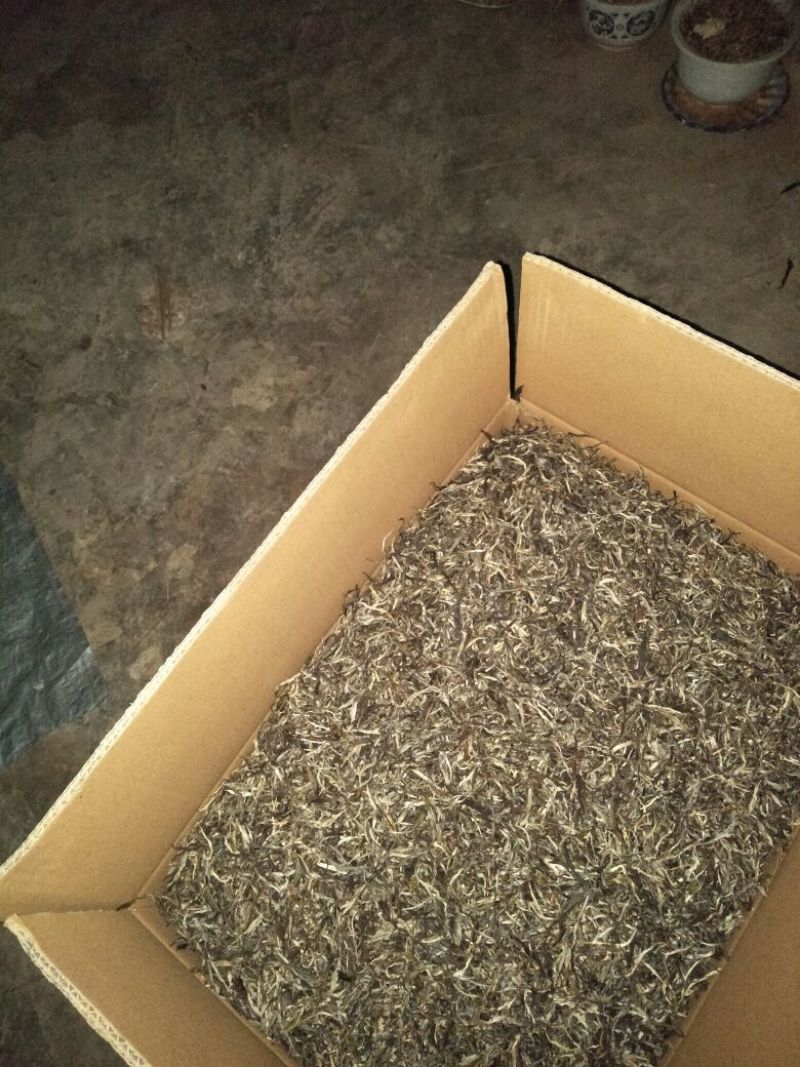 古树普洱茶一级