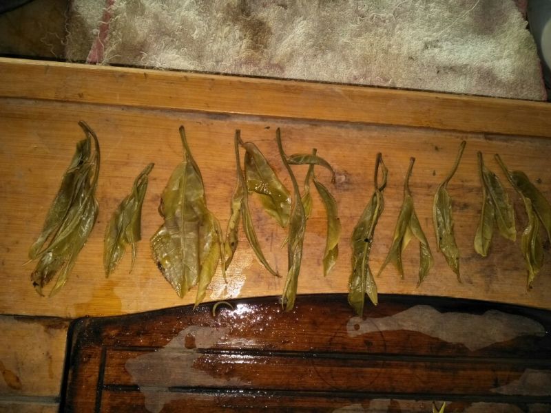 古树普洱茶一级