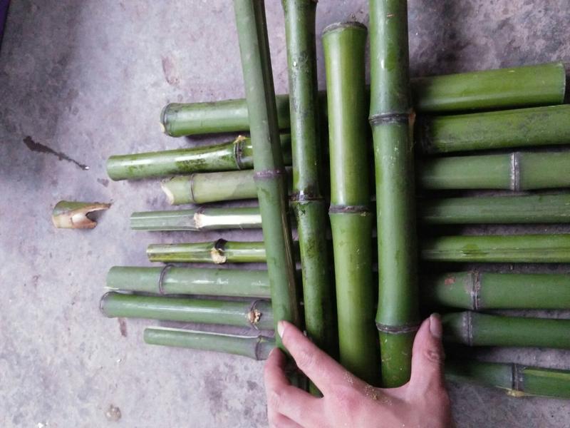 绿化工程用苗，斑竹5~6m。也可菜架竹