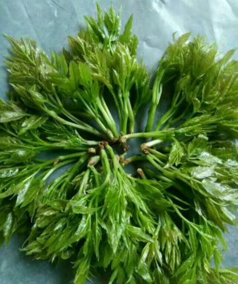 野生藤茶优质保健养生藤茶莓茶