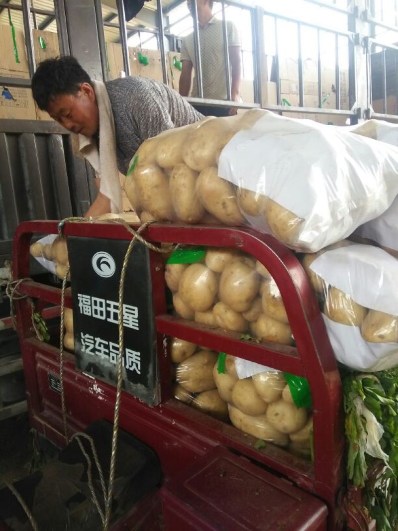 早大白土豆通货2两以上