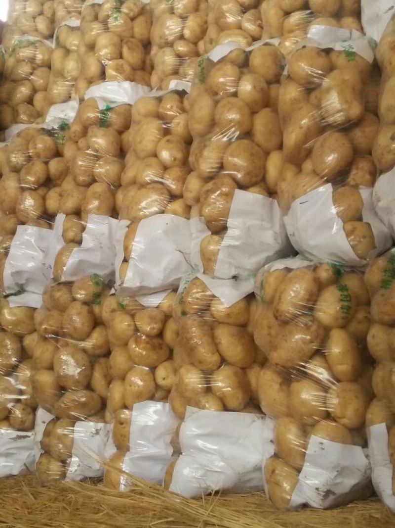 早大白土豆通货2两以上