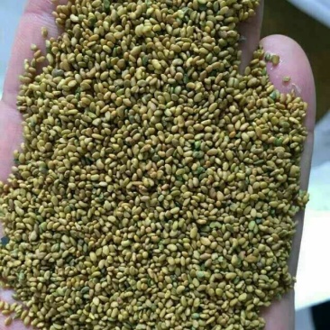 苜蓿种子紫花苜蓿种子
