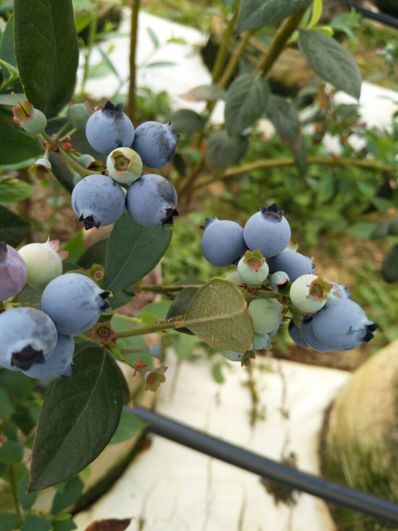 蓝莓鲜果10~12mm以上